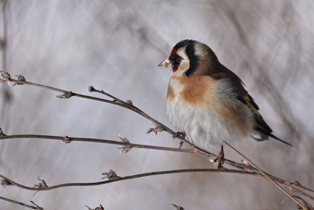 ptak w krajobrazie zimowym