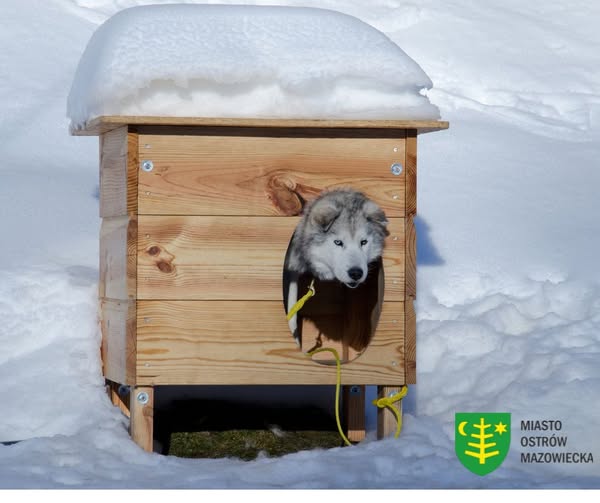 Wsparcie mieszkańców i firm dla psów z miejskiego przytuliska w czasie mrozów
