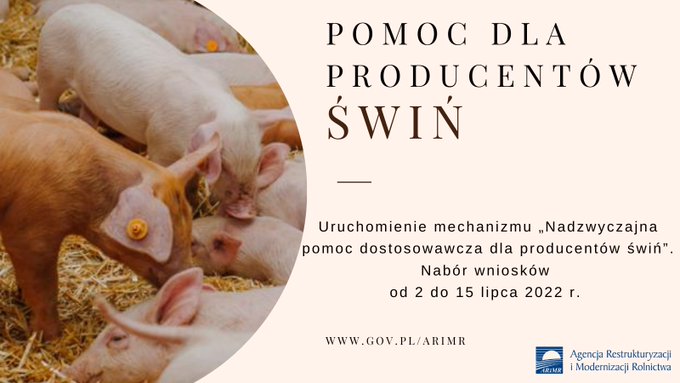 Do 15 lipca 2022 r. można się ubiegać w Agencji Restrukturyzacji i Modernizacji Rolnictwa o dofinansowanie w ramach „Nadzwyczajnej pomocy dostosowawczej dla producentów świń”.na zdjęciu świnie logo arimr 