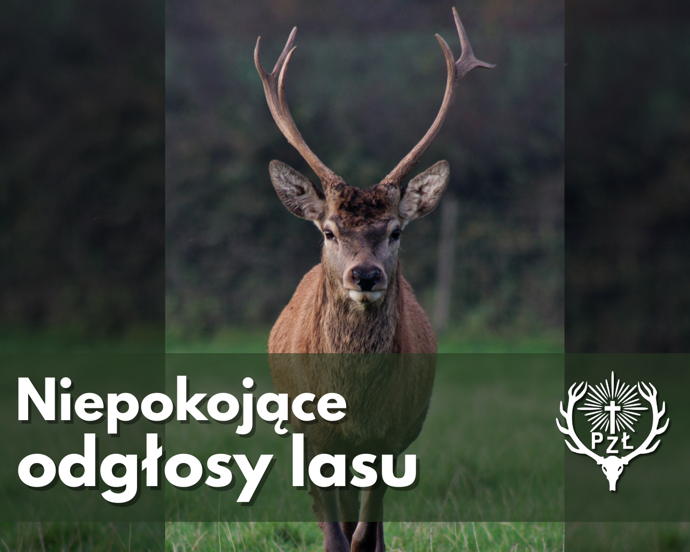 informacje odnośnie rykowiska jeleni 