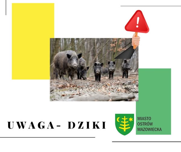plakat uwaga dziki w Ostrowi Mazowieckiej