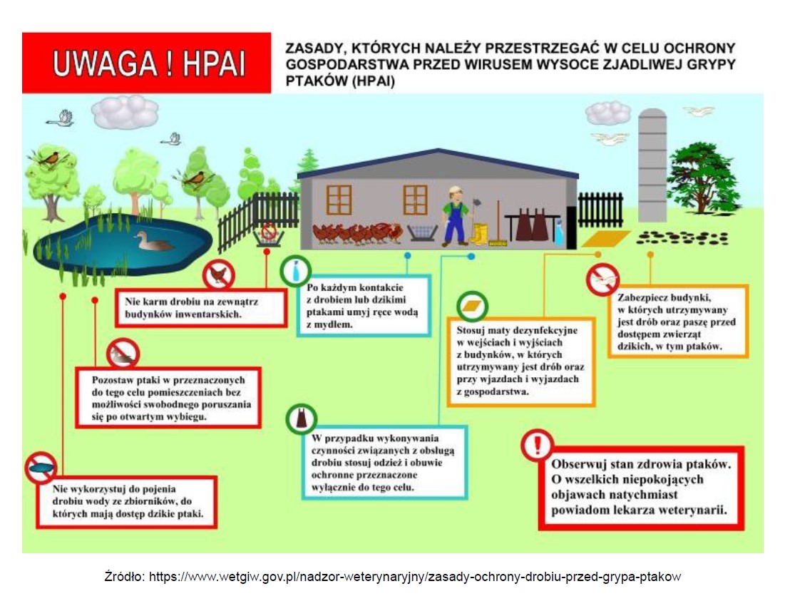 UWAGA! HΡΑΙ ZASADY, KTÓRYCH NALEŻY PRZESTRZEGAĆ W CELU OCHRONY GOSPODARSTWA PRZED WIRUSEM WYSOCE ZJADLIWEJ GRYPY PTAKÓW (HPAI) Nie karm drobiu na zewnątrz budynków inwentarskich. Po każdym kontakcie z drobiem lub dzikimi ptakami umyj ręce wodą z mydłem. Pozostaw ptaki w przeznaczonych do tego celu pomieszczeniach bez możliwości swobodnego poruszania się po otwartym wybiegu. Nie wykorzystuj do pojenia drobiu wody ze zbiorników, do których mają dostęp dzikie ptaki. W przypadku wykonywania czynności związanych z obsługą drobiu stosuj odzież i obuwie ochronne przeznaczone wyłącznie do tego celu. Drzewo folderów media Komponent wyświetlający media. Nazwa folderu.... Drzewo folderów media Obrazy test Aktualności 2021 2022 powtarzalne grafiki 2023 Stosuj maty dezynfekcyjne w wejściach i wyjściach z budynków, w których utrzymywany jest drób oraz przy wjazdach i wyjazdach z gospodarstwa. Zabezpiecz budynki, w których utrzymywany jest drób oraz paszę przed dostępem zwierząt dzikich, w tym ptaków. Obserwuj stan zdrowia ptaków. O wszelkich niepokojących objawach natychmiast powiadom lekarza weterynarii. Harmonogram obioru odpadów na s..... wydarzenia Nazwa folderu... marzec 2023 POMOC Źródło: https://www.wetgiw.gov.pl/nadzor-weterynaryjny/zasady-ochrony-drobiu-przed-grypa-ptakow
