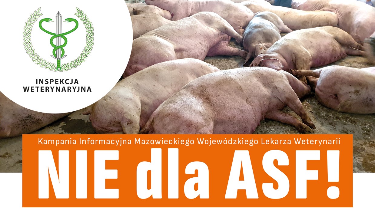 leżące świnie oraz informacja Nie dla ASF