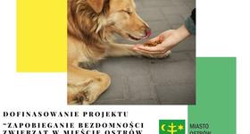 Miasto Ostrów Mazowiecka pozyskało środki na projekty zapobiegania bezdomności zwierząt