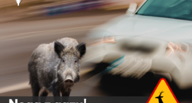 Złota, ale niebezpieczna jesień uważaj na miłosny szał na drodze