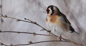 Konkurs Fotograficzny - Ptaki w polskim krajobrazie jesienno – zimowym