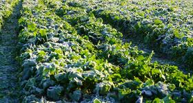 Informacja dla producentów rolnych! Możliwość zgłaszania strat w uprawach – przymrozki wiosenne