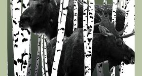 IV Festiwal Kultury Łowieckiej w Ostrowi Mazowieckiej!