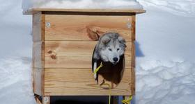 Wsparcie mieszkańców i firm dla psów z miejskiego przytuliska w czasie mrozów