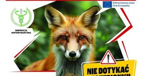 Jesienna akcja szczepienia lisów przeciwko wściekliźnie