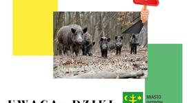 UWAGA - DZIKI NA TERENIE MIASTA