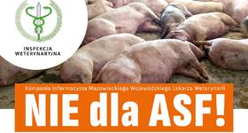 Zasady, które pomogą uchronić stado przed ASF