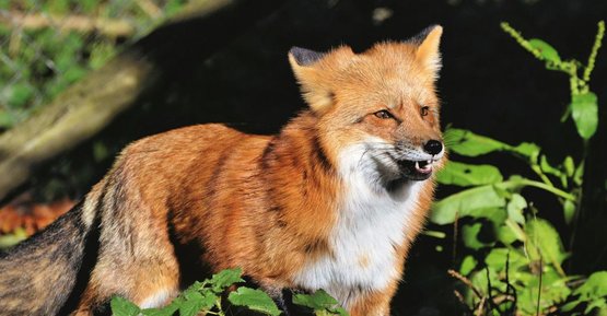 Komunikat dot. szczepienia lisów wolno żyjących przeciwko wściekliźnie