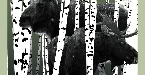 IV Festiwal Kultury Łowieckiej w Ostrowi Mazowieckiej!